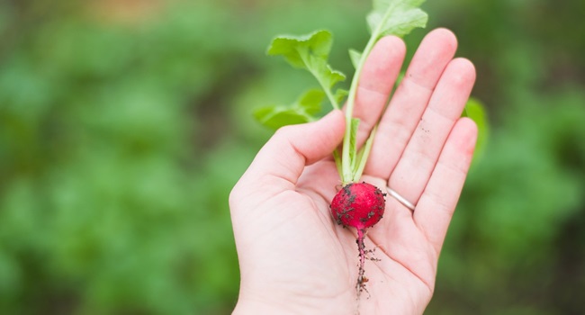 綾部市ワンハート農園
